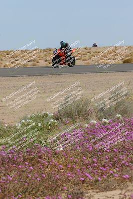 media/Mar-12-2023-SoCal Trackdays (Sun) [[d4c8249724]]/Turn 15 Inside Bloom (130pm)/